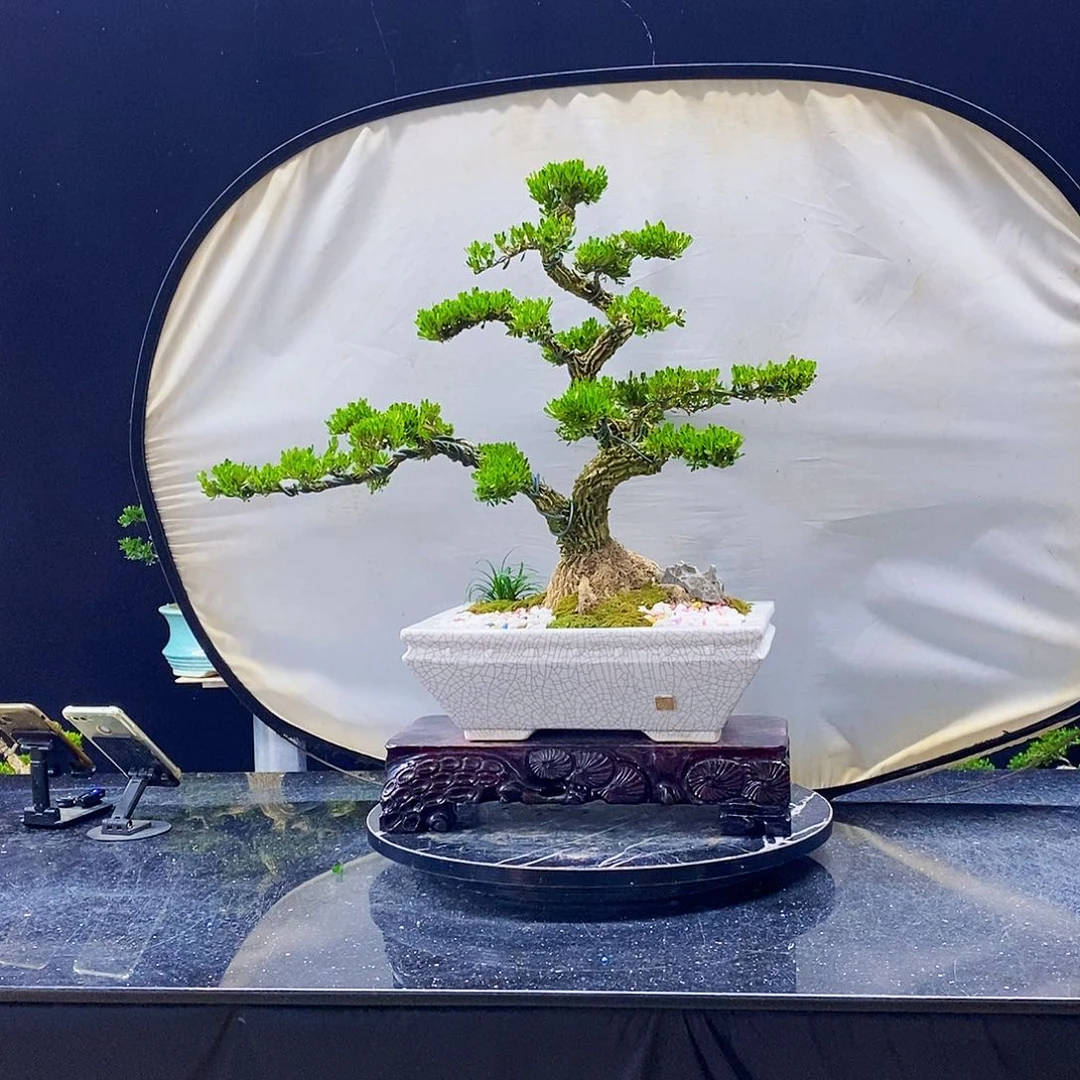 无花朵黄杨盆景造型