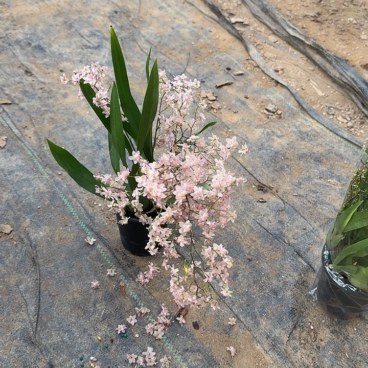 完全开放粉色梦想兰五剑以上