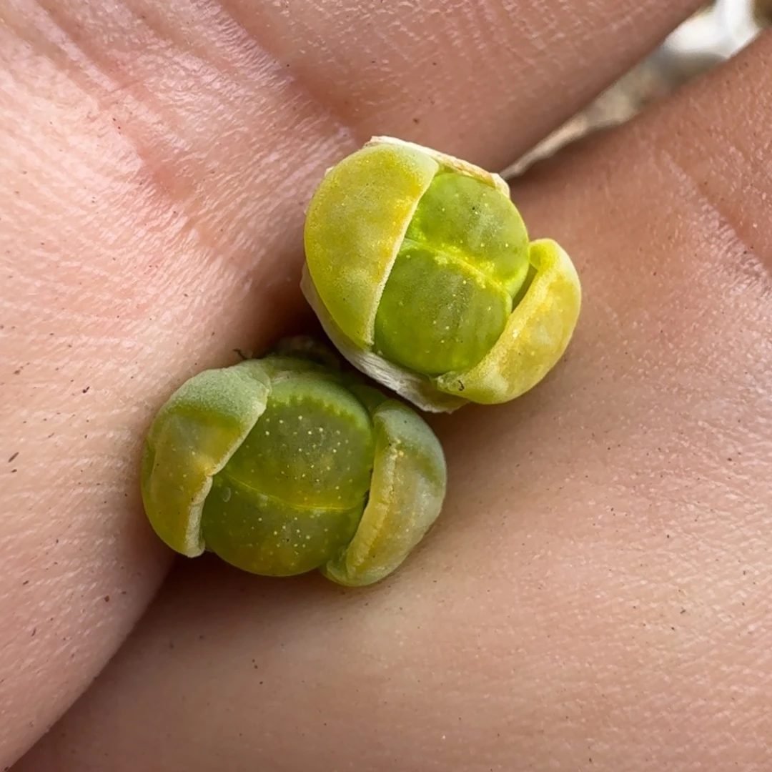 碎**?F978绿李版绿菊回交