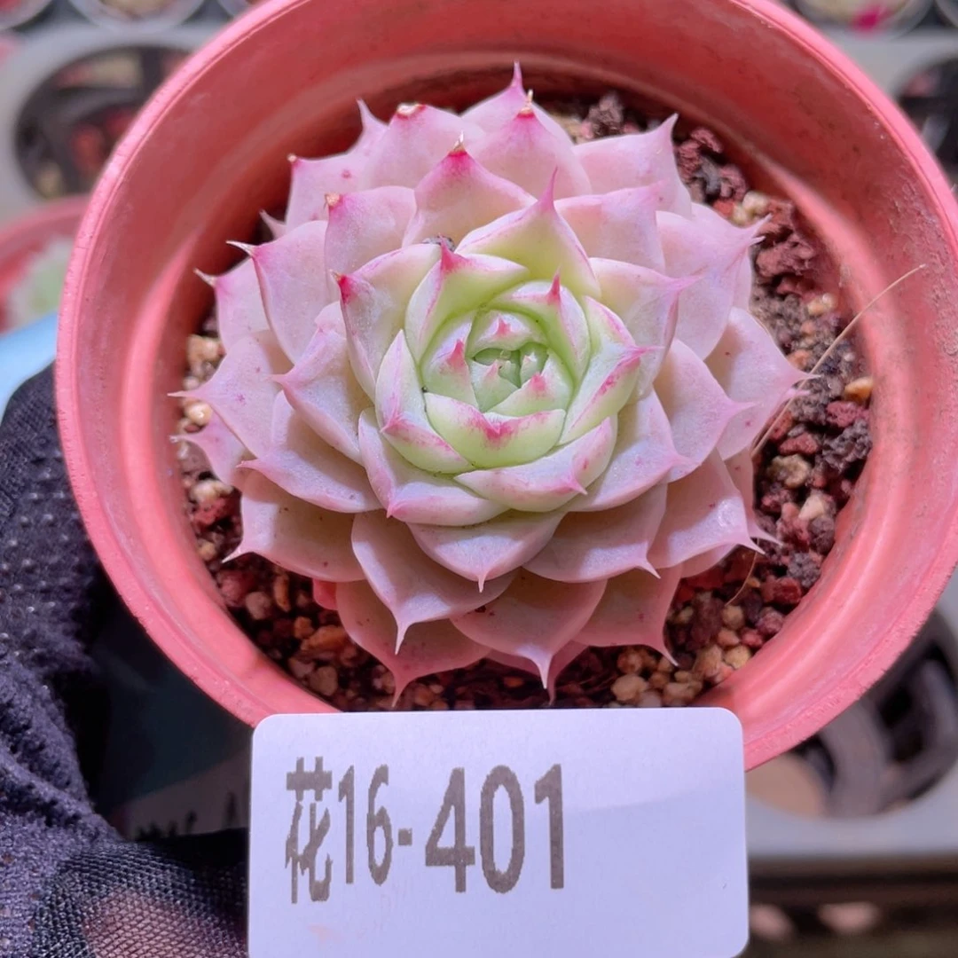 花利美16-401女王玫瑰