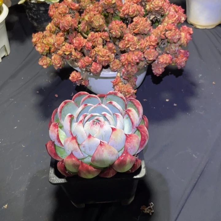 关***、惊鸿腊牡丹一物一拍