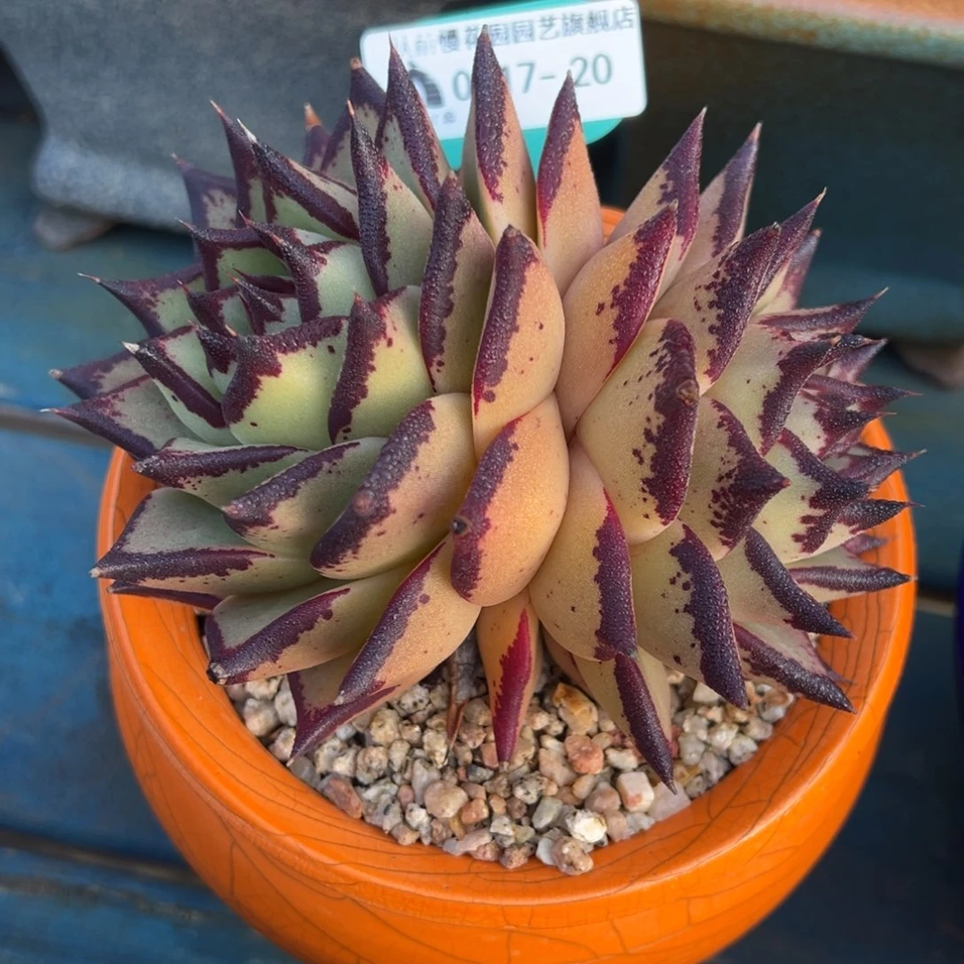 从前慢多肉精选编号0117.20