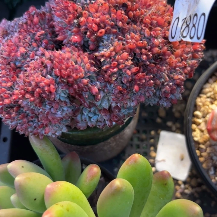 幸运儿是一位非常优秀幸运