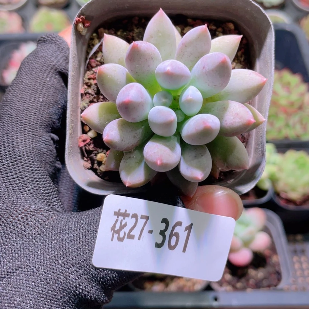 花利美27-361奶瓶