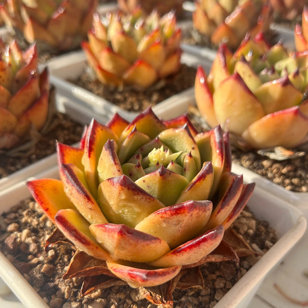 麦当娜宽叶母本单头（8cm）脱土金先生精品多肉