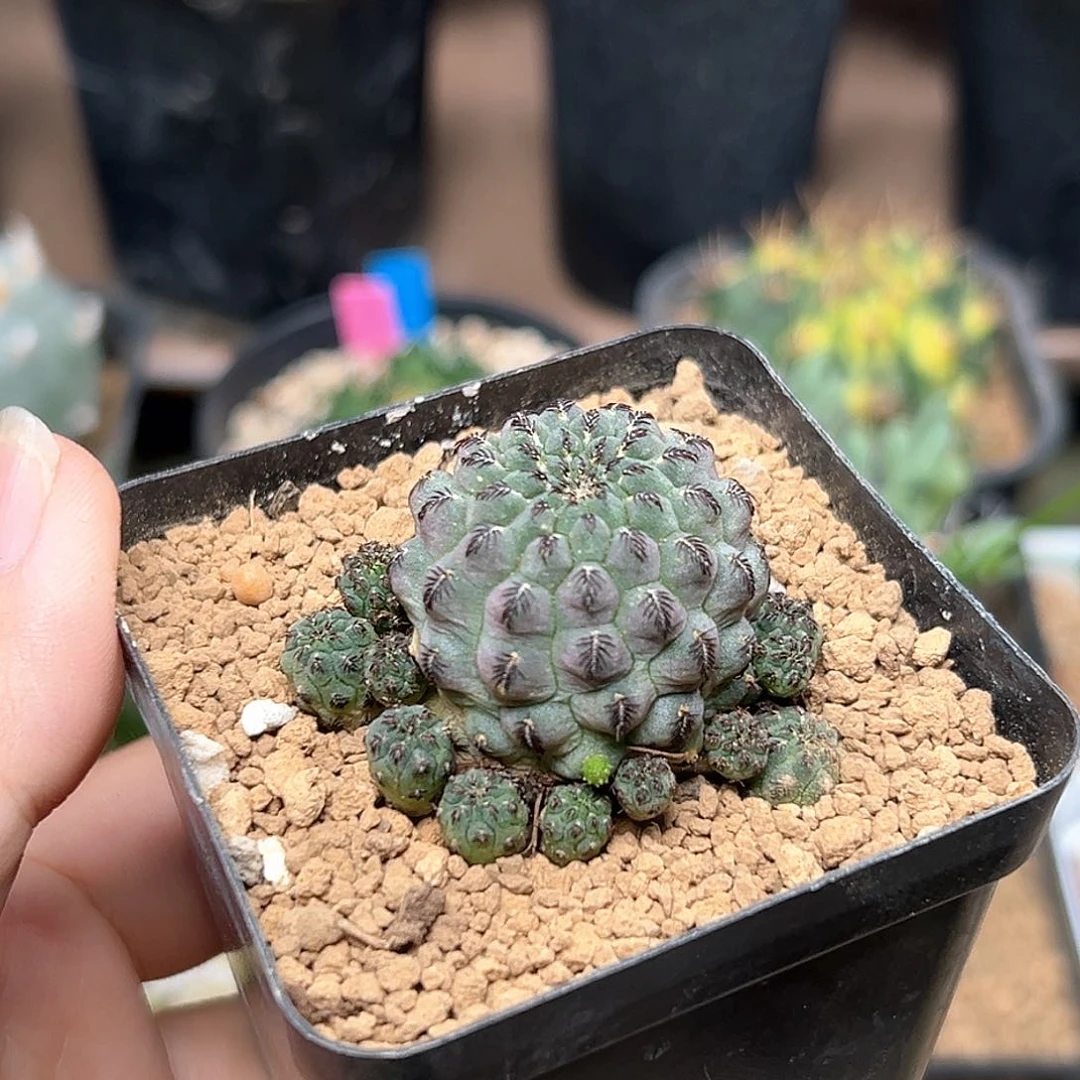 无花朵紫丽丸自根群一颗