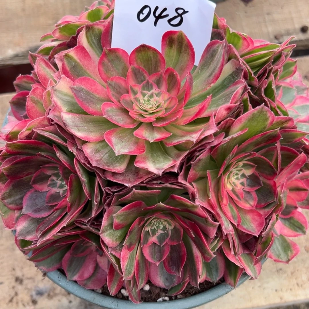 048多肉法师玉芙蓉一个