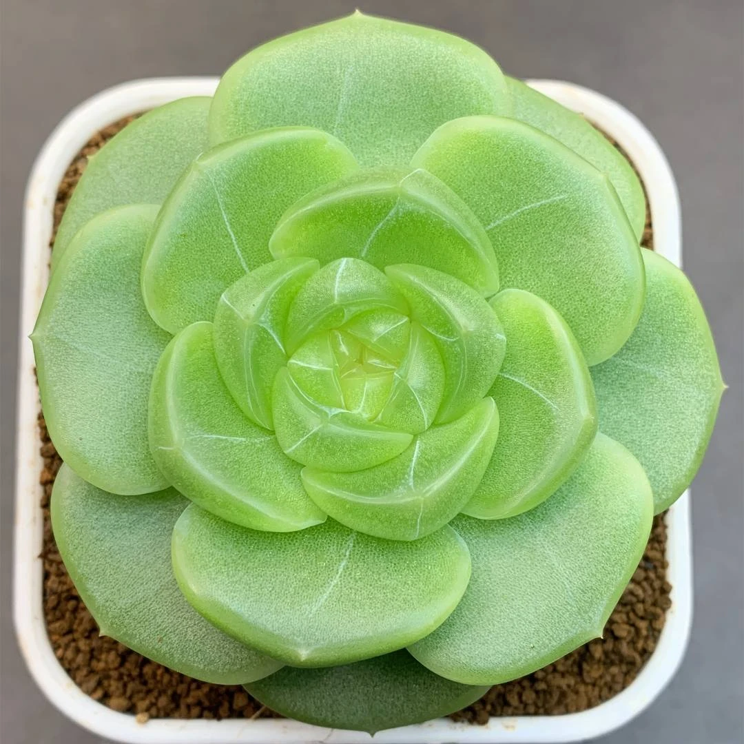 九号链接 g-g 框拍 9/14 周日 多肉植物 讲解点击封面图