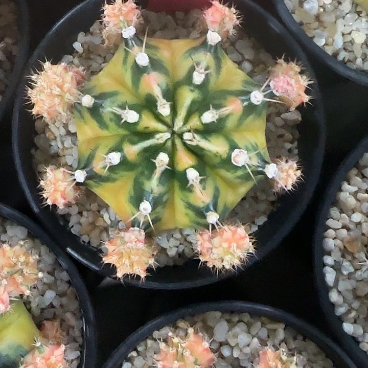 L711-1216泰国发货 小马克