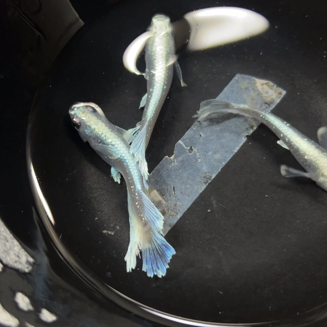 海水鱼开始继续进行角度讲经嘻嘻