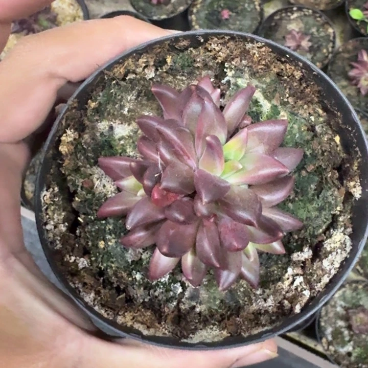 莉莉丝 群生 一物一拍