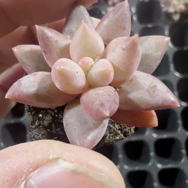 金虞姬精品多肉植物