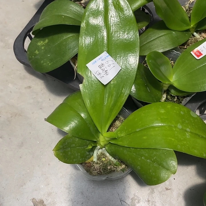 孙***餮完全开放处理叶片微瑕带花剑的蓝白跳不售后