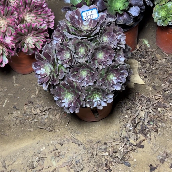 多肉植物何兰46法师