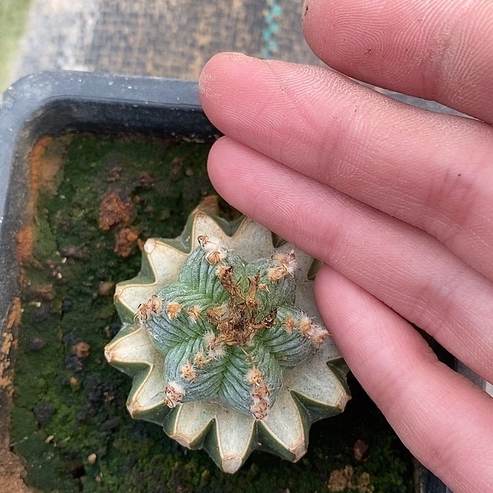 草球接白霜五星花笼