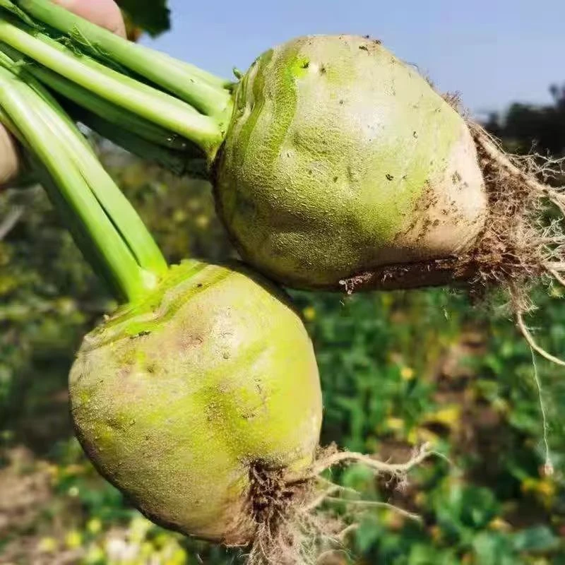 【9斤芥菜福利】大头菜咸菜疙瘩芥菜疙瘩新鲜芥菜农家自种新鲜蔬菜