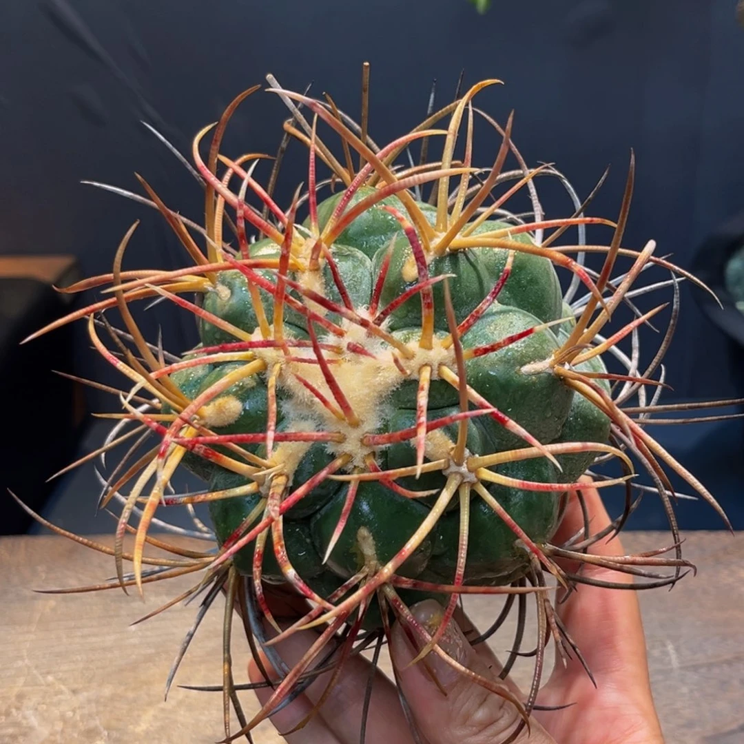 绯冠龙Zzzzzzzzzzzzzzz