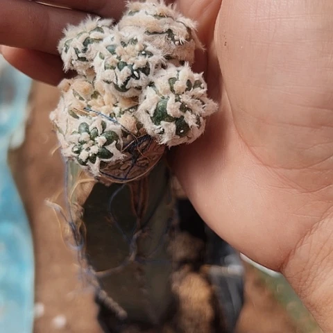 完全开放047仙人球