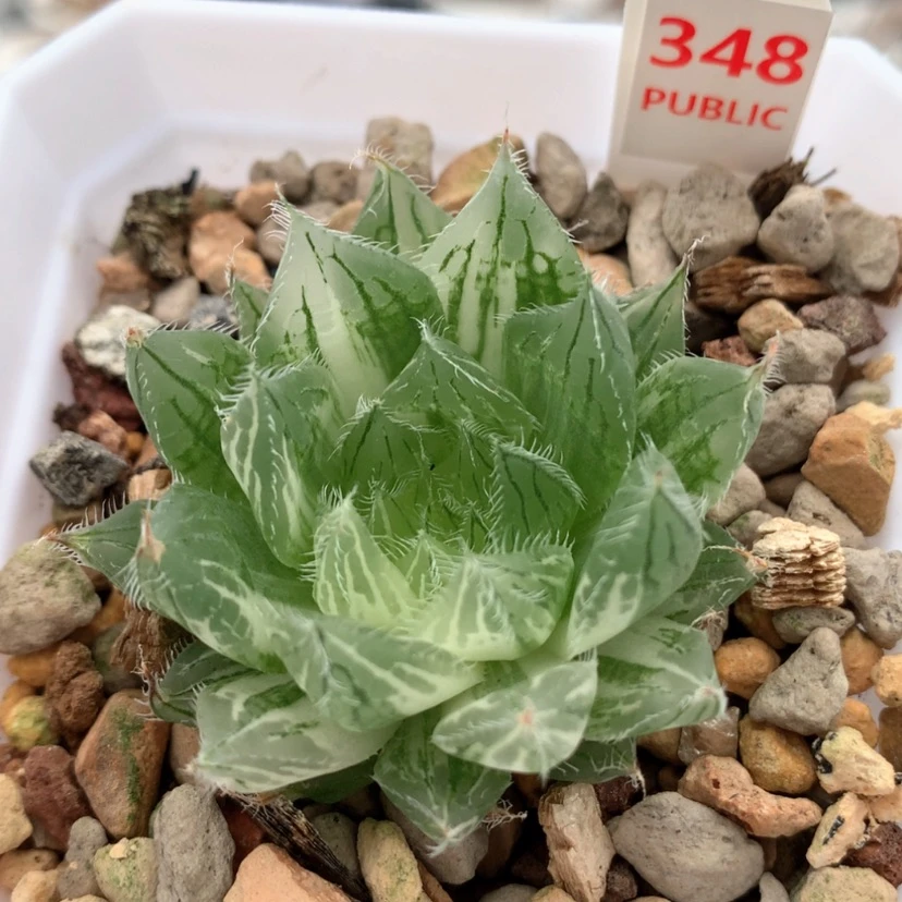 【闪购商品】348号多肉