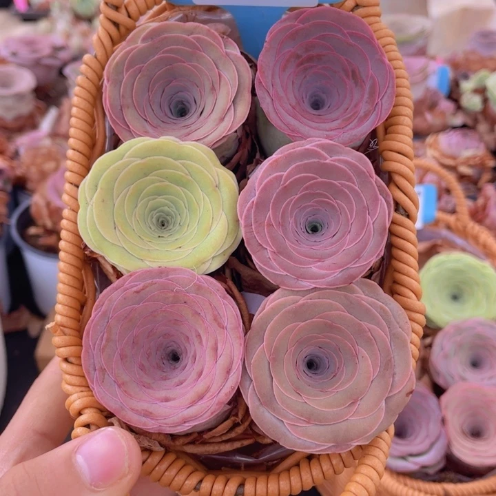 山地玫瑰277裸根发货不售后