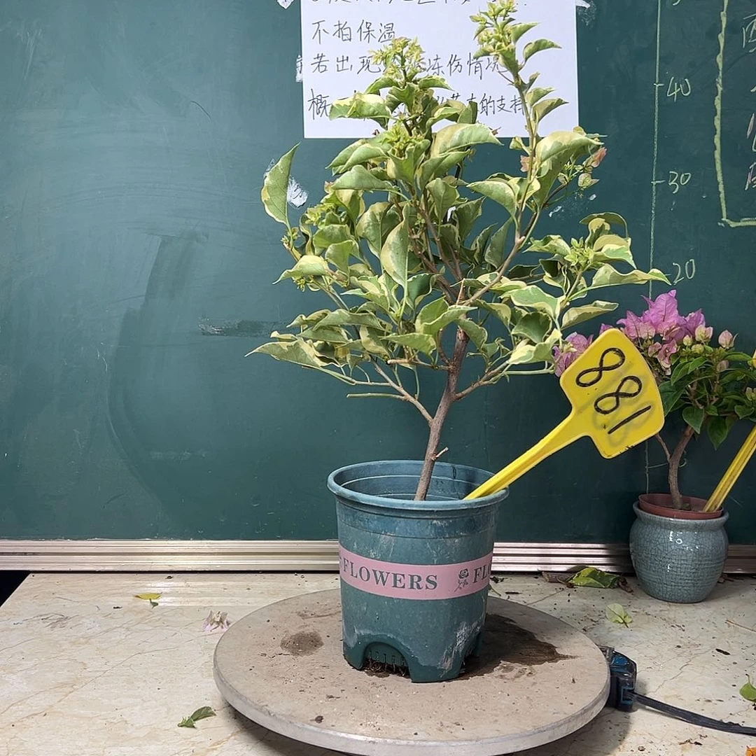 完全开放  马斯  881