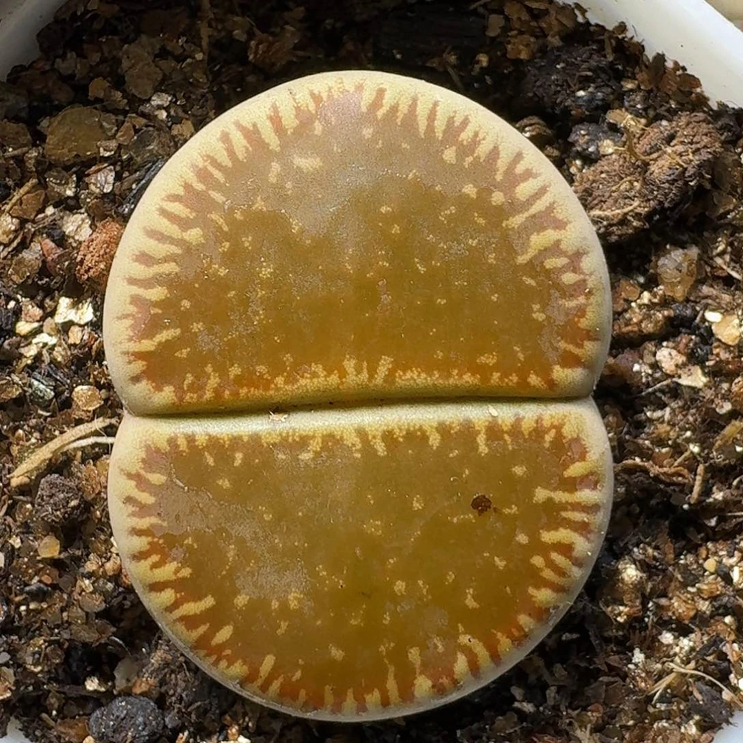 京*生石花等11111111。   255