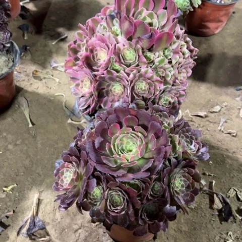 127多肉植物组合