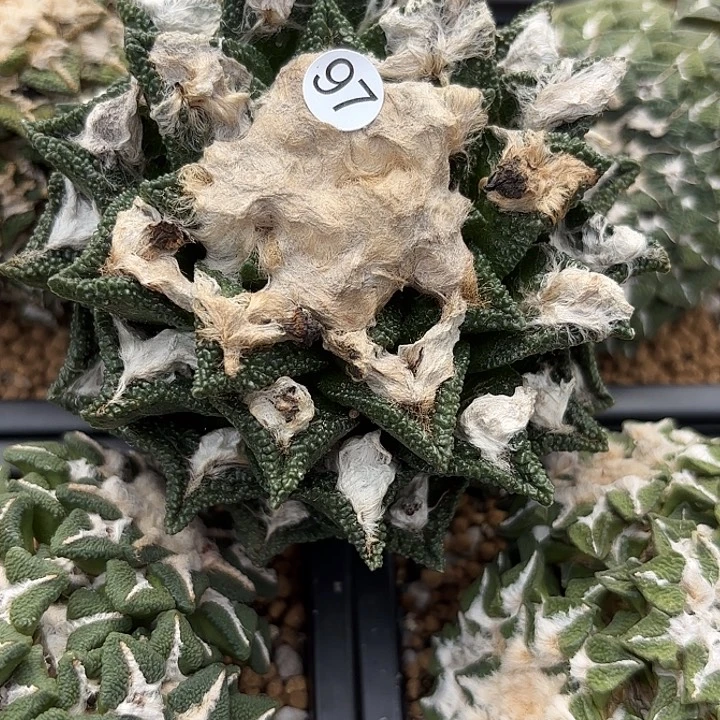 随***学苗接落地仙人球97