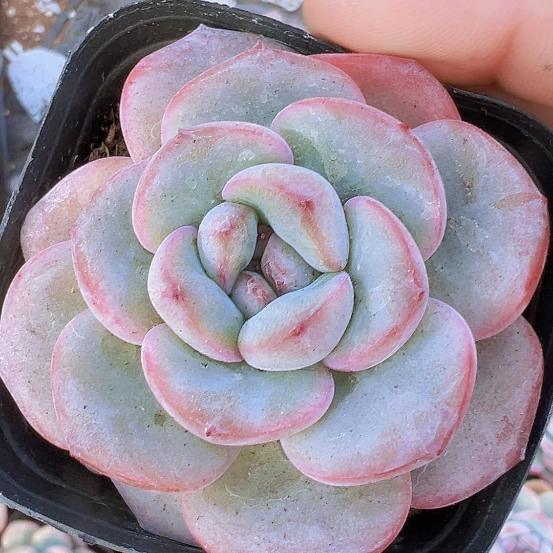 奶油泡芙2盆19包邮