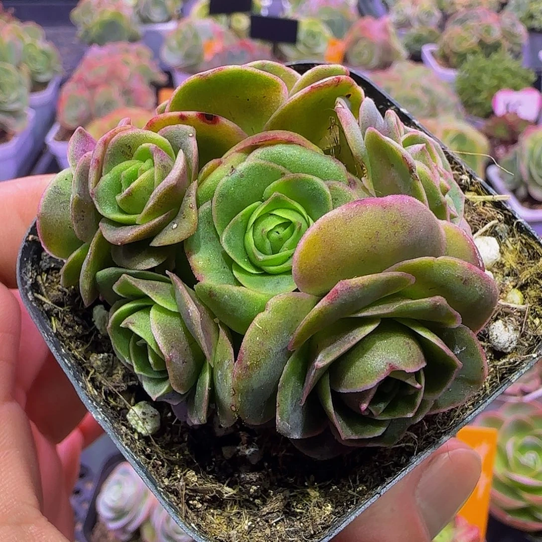 醉红颜 非偏远包邮玻璃心慎拍