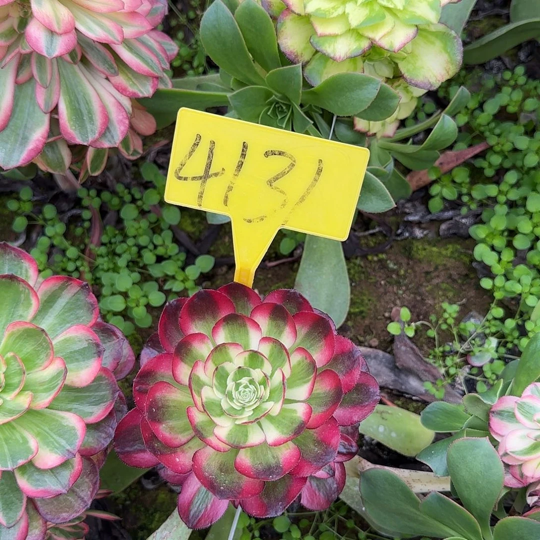 林***64131---红云多头多肉