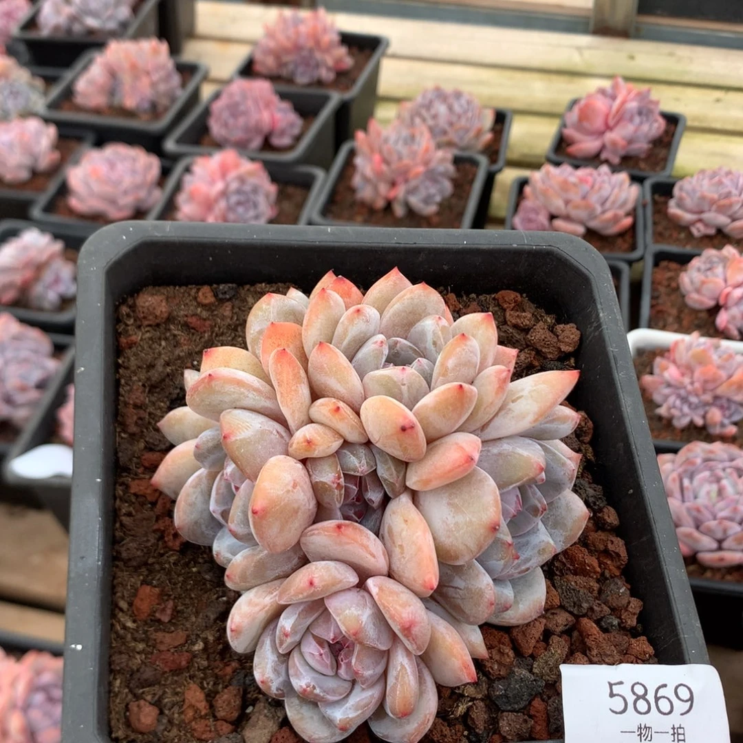 10厘米七头石榴籽星影  特价 5869