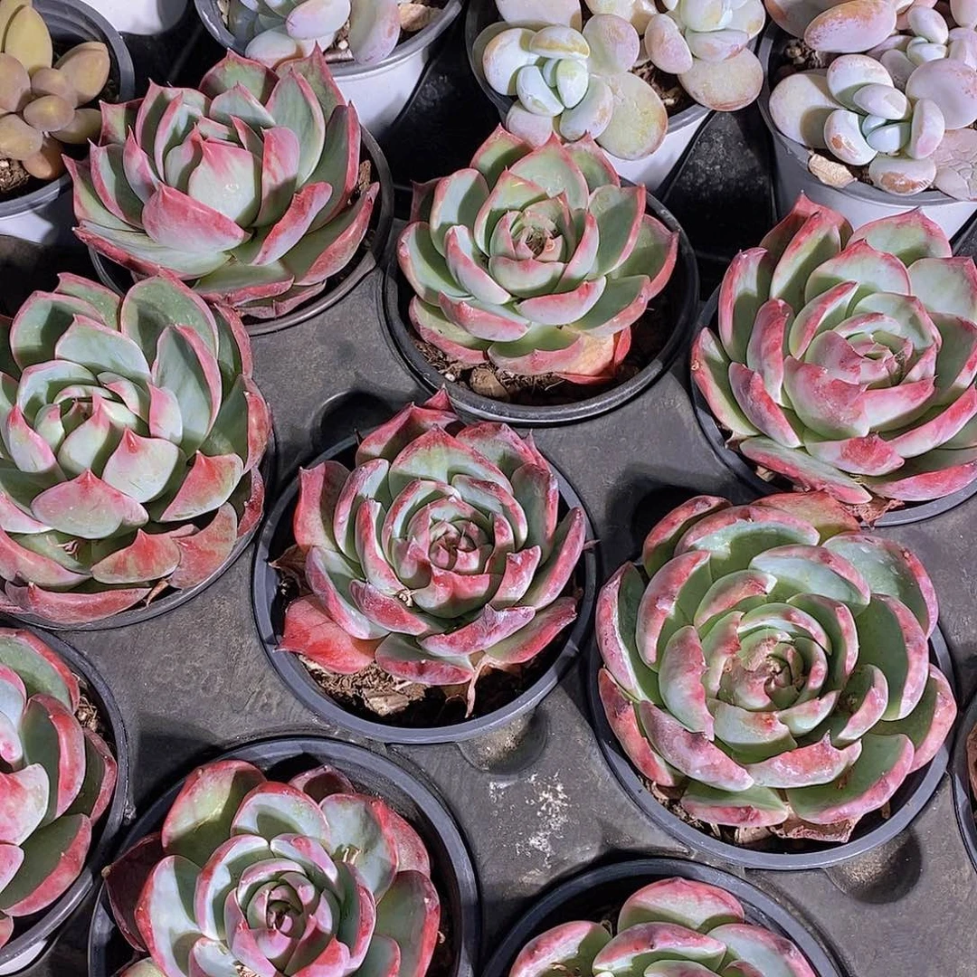 0511-宽叶惊鸿单头一颗量拍