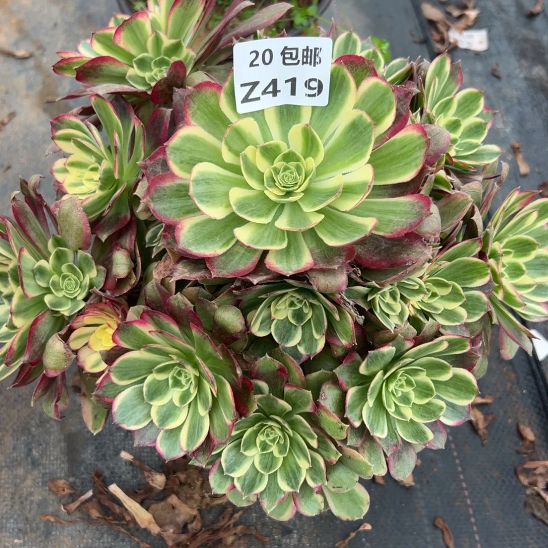 419粉体海王，多肉法师说