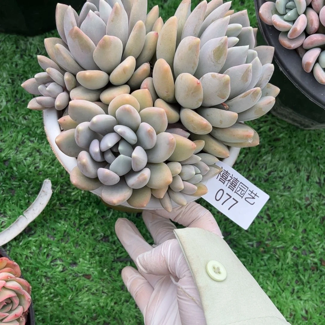 077胖美人多肉植物有砍