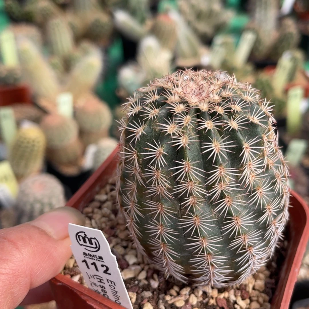 鹿角柱实生仙人球112自育三光