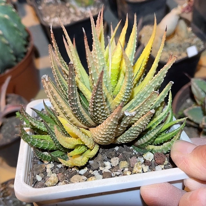 满38包邮2天凑单，脱土晾根发货多肉植物