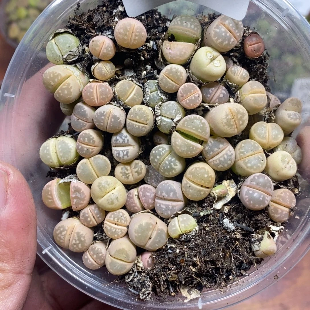 多肉蛋炒饭感谢您相伴012