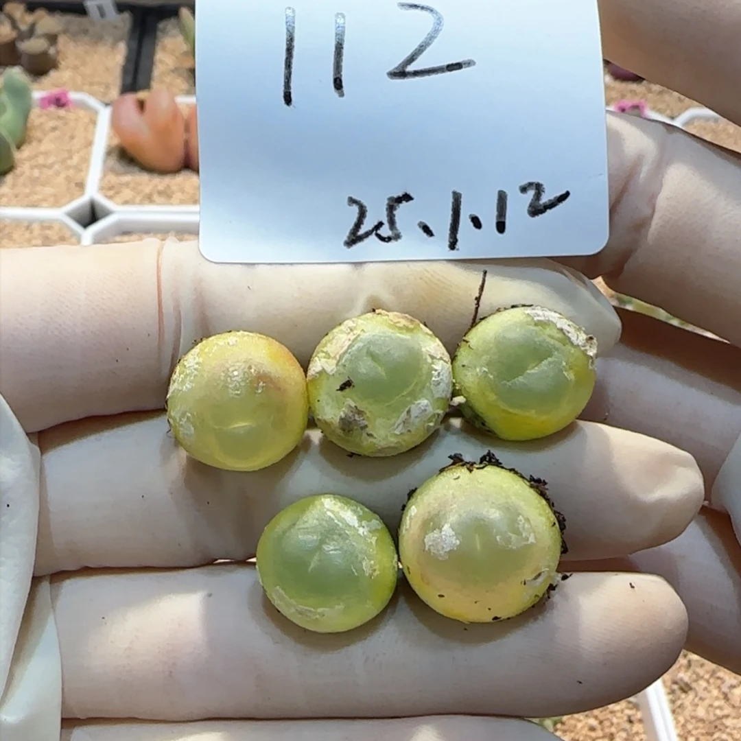 A***ᐝ多肉多肉多肉1.12-112Ari a