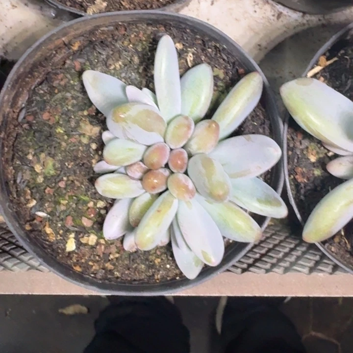 企鹅 群生  一物一拍