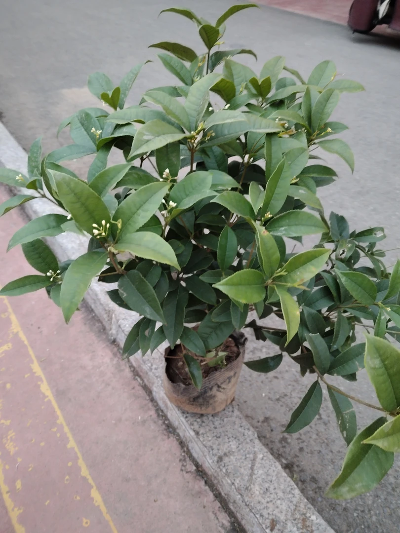 桂花浓香四季开花