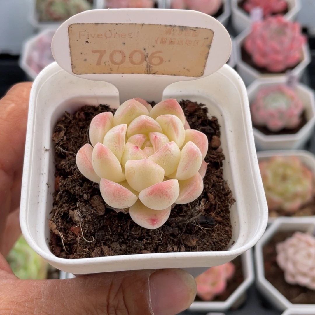 白桃汽水7006-4.0厘米