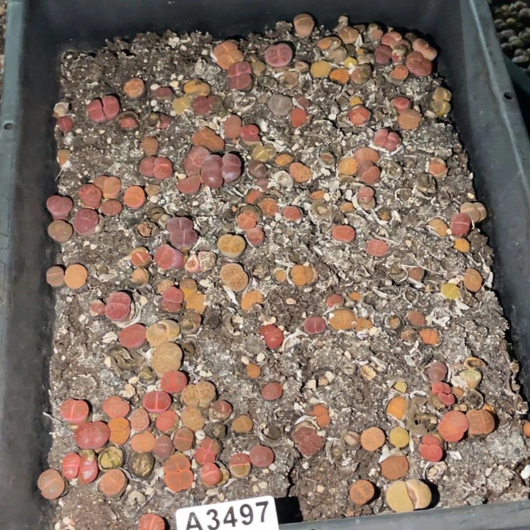 u***03497福利筐1不售后