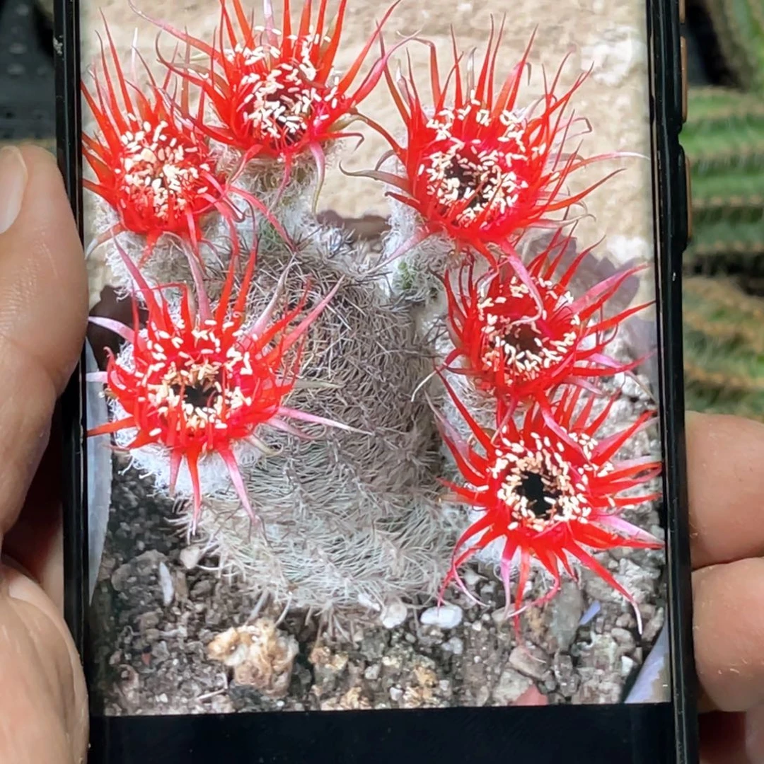 丽 赖之星侧芽 歪 满20包邮高 8公分