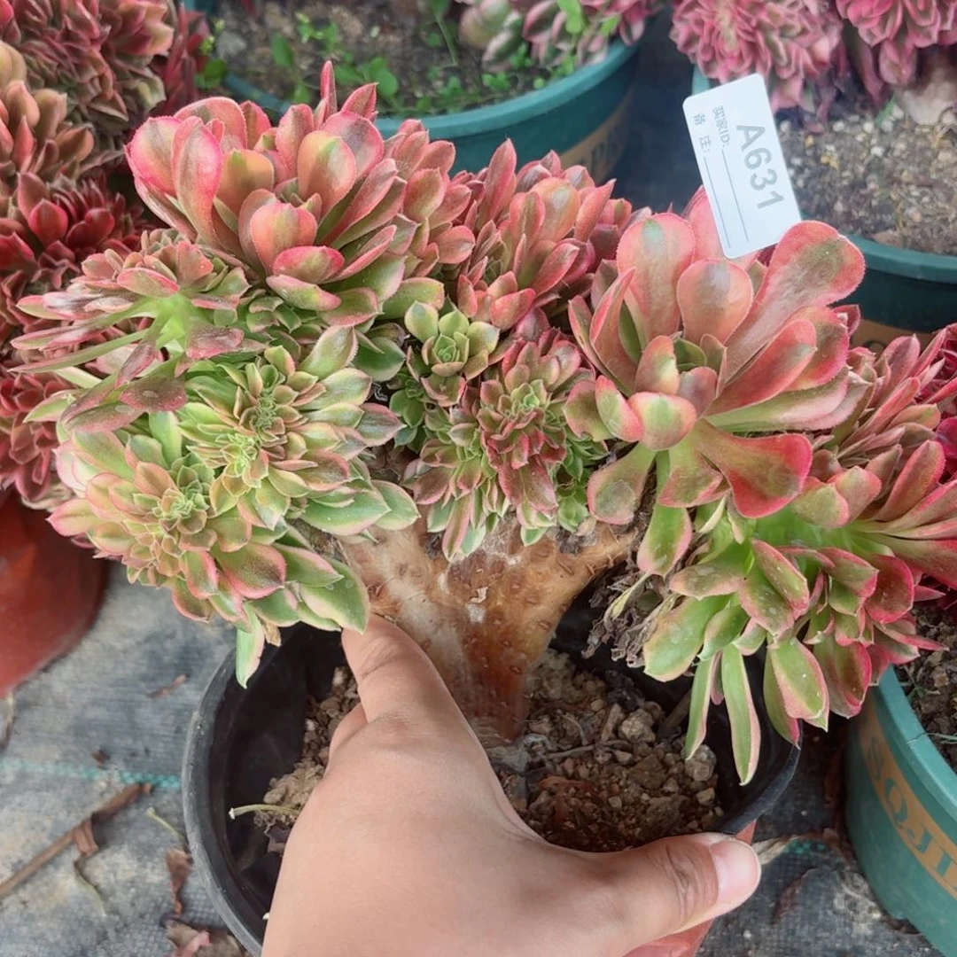 631维纳缀多肉植物