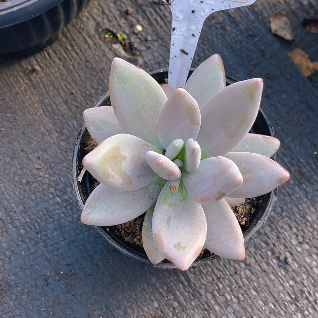 @***儿0000000000000575