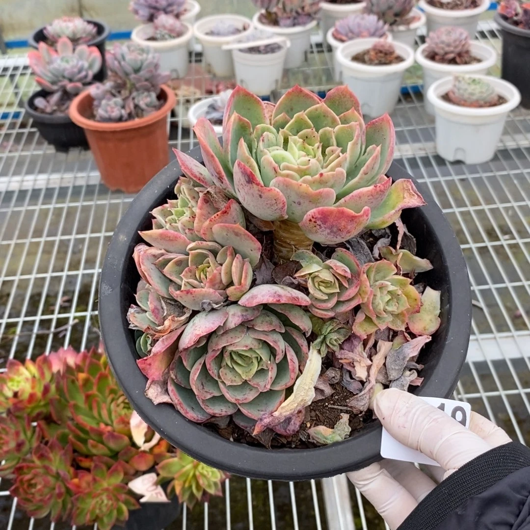 4419桃花坞一物一拍