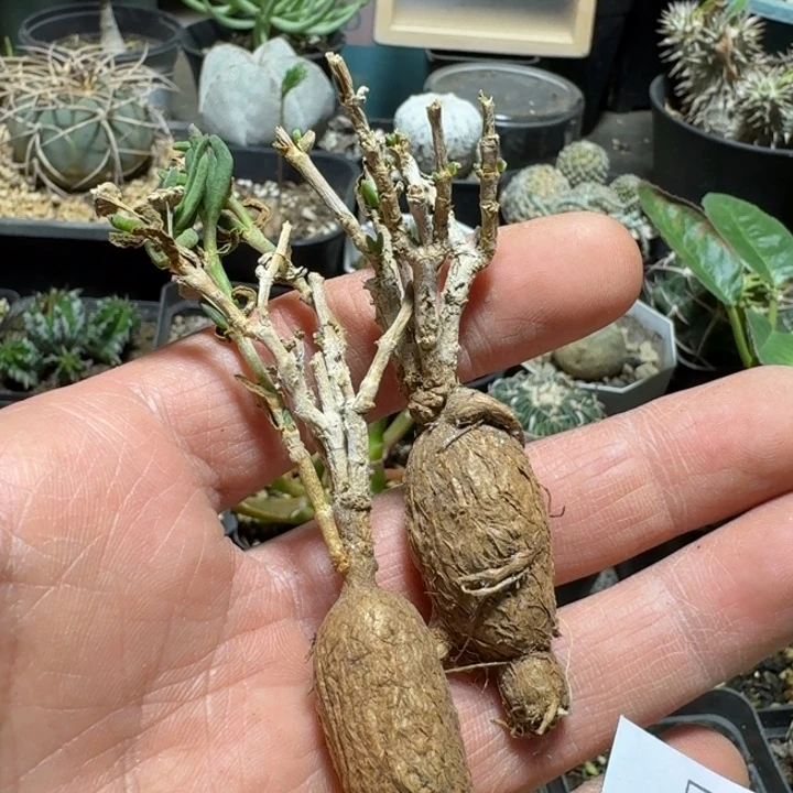 751冰花脱土发货2个一份