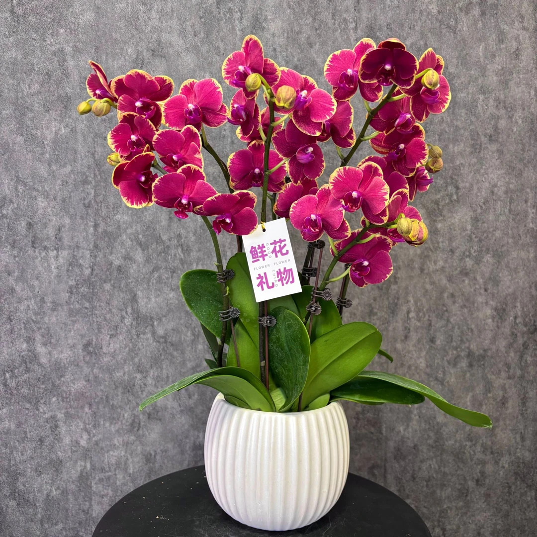 【金边吉祥-蝴蝶兰】珍贵品种 好养花期长 送礼装饰 室内观赏花