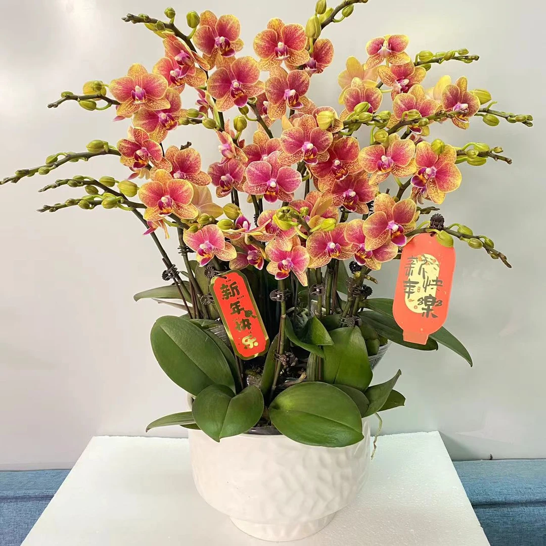 （半亩花坊）金蝶 蝴蝶兰 年宵花 源头基地批发 客厅卧室美观带花